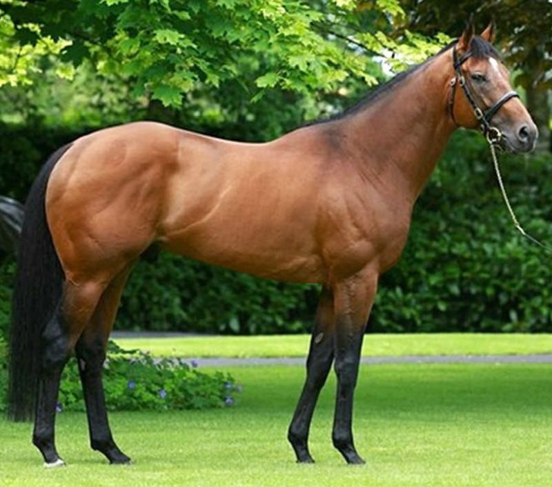 Temperament Folbluta