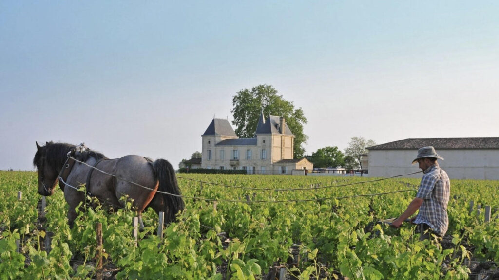 Wino Chateau Margaux Cena