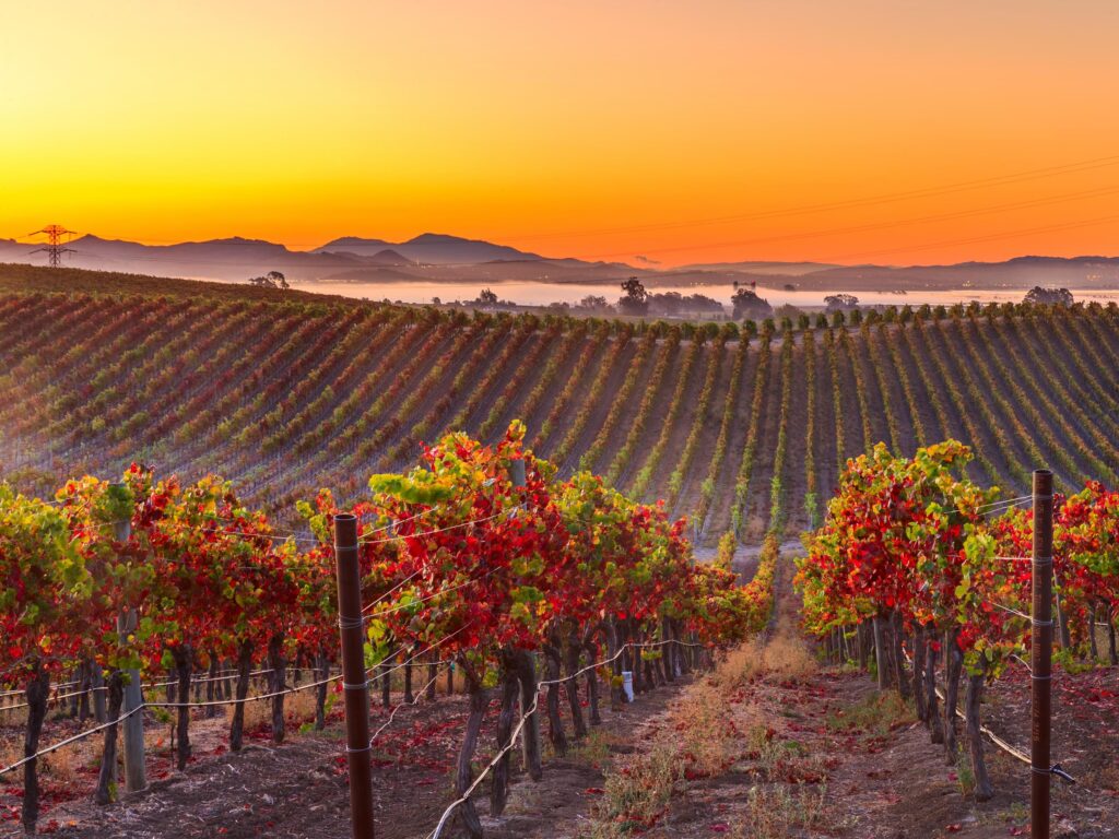 Napa Valley Wino